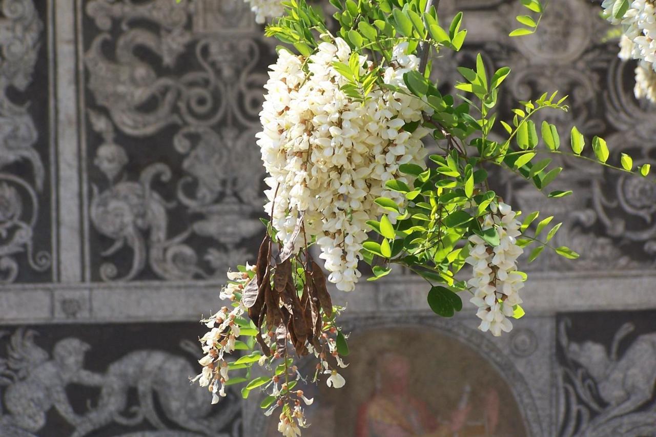 Appartamento Acacia Firenze - Primula Esterno foto